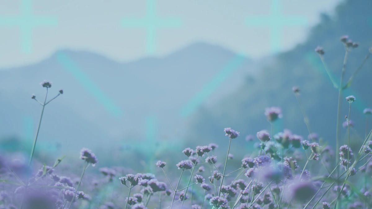 Small purple flowers with a blurred mountain landscape in the background, plus a blue watermark overlay